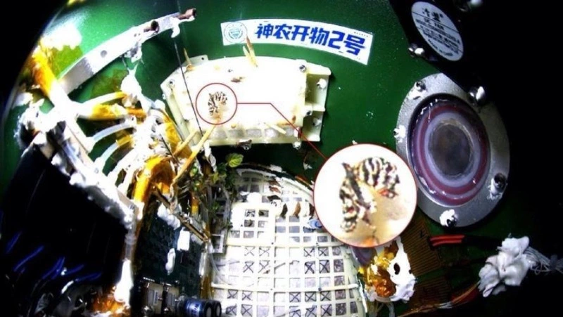 «Синьхуа»: китайские ученые вывели бабочку в космосе