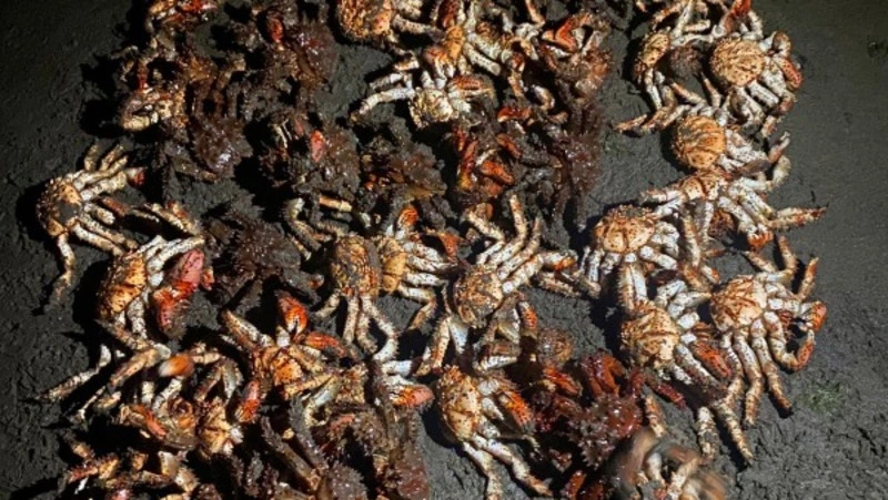 Крабовых браконьеров задержали на берегу в Долинском районе 