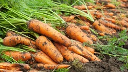 Роспотребнадзор изъял на Сахалине 61 кг небезопасной моркови