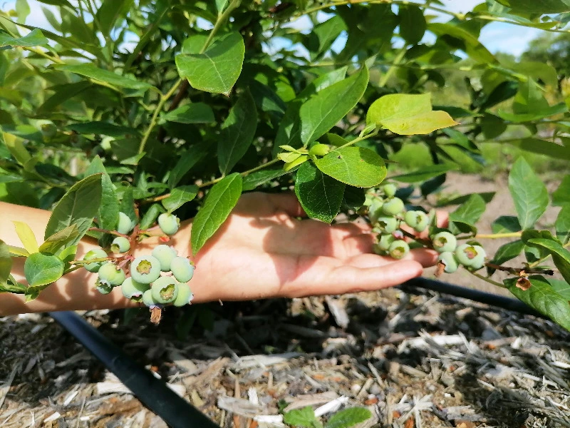 Молодой фермер из Анивского района выращивает клубнику и голубику на ДВ-гектаре