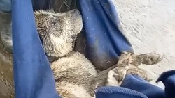 Пес замерз до смерти из-за человеческого безразличия в Южно-Сахалинске