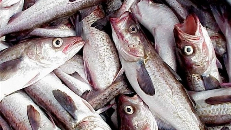 Сахалинский рыбопереработчик чуть не проквасил 20 тонн филе экспортного минтая