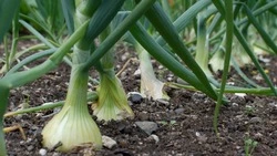 Зола вместо химии: как вырастить крупный лук без покупных удобрений