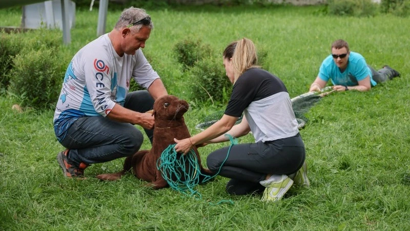 Волонтеров для спасения морских животных от сетей и пластика подготовили на Сахалине