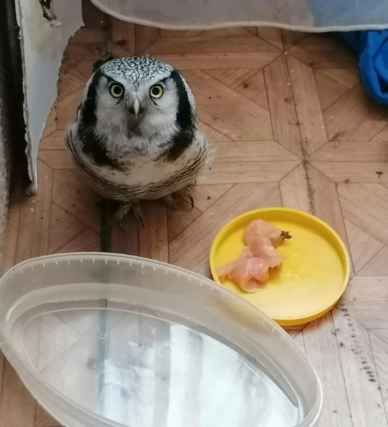 Сова стала жертвой «буллинга» ворон и обрела временный дом у девушки из Охи