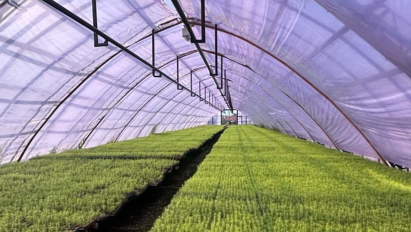 Более 900 гектаров леса восстановили на Сахалине