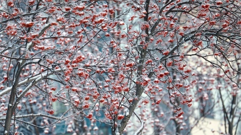 Облачную погоду спрогнозировали синоптики в Южно-Сахалинске 29 марта