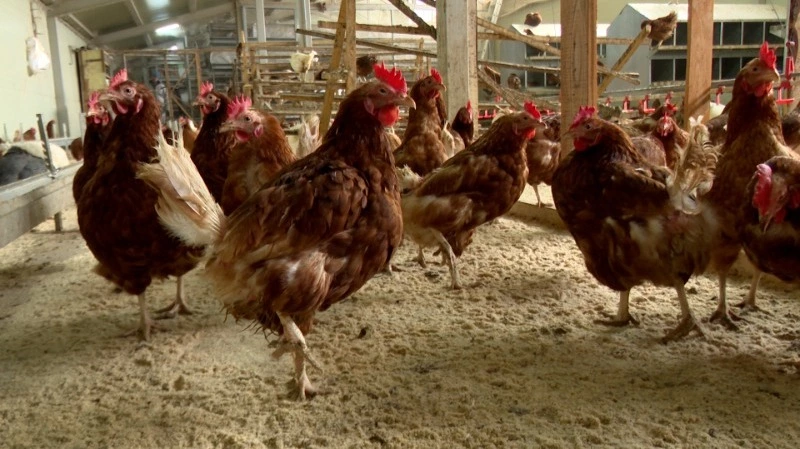 Год назад птицефабрика «Островная» закупила ветпрепараты на 12 млн рублей и не рассчиталась