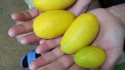 Как вырастить лимон на подоконнике, рассказали супруги из Южно-Сахалинска