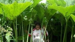 Ученые ломают голову: почему растения на Сахалине достигают гигантских размеров?  