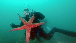 «Уникальный кадр»: сахалинский дайвер заснял размножение морской звезды