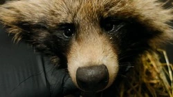 Фонд «Зеленый Сахалин» собрал деньги на лечение свыше 10 пострадавших животных