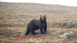 Трагедия с медведем на Курилах: стало известно, почему мужчина оказался в лесу один