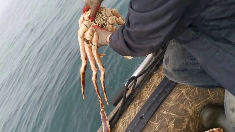 Житель Холмска лишился лодки и автомобиля за добычу 16 крабов