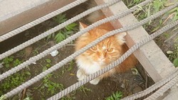 Рыжий кот несколько дней просидел в канализации, ожидая своих хозяев на Сахалине
