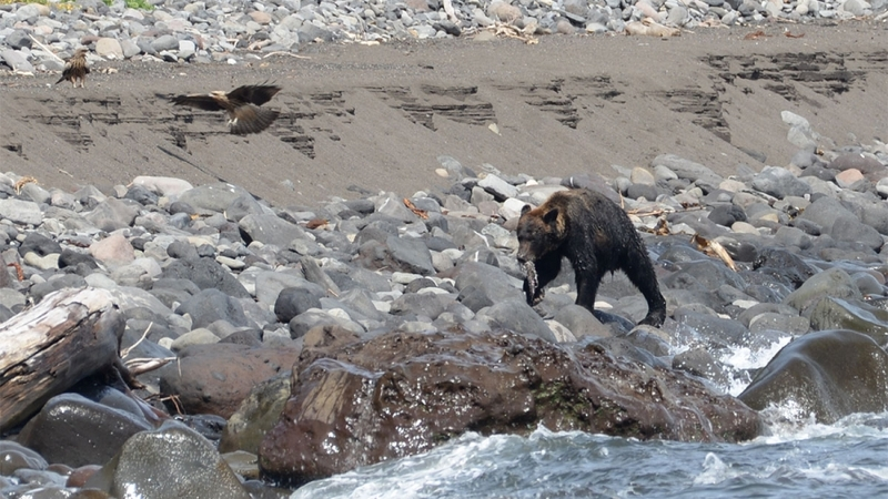 Специалисты заповедника на Курилах прокомментировали историю с нападением медведицы