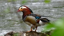 Мандаринка: история возвращения чарующей красоты на Кунашир