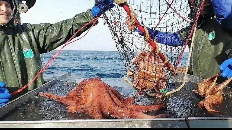 Ученые «СахНИРО» изучили промысел краба у юго-западного побережья Сахалина