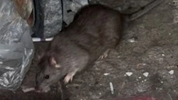 Крысы завелись в неубранном подъезде многоэтажки в Южно-Сахалинске 