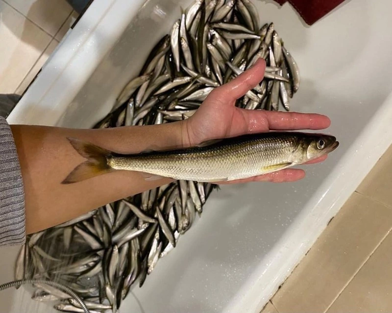 Зимний сезон в разгаре: рыбаки Сахалина набирают корюшку ваннами  