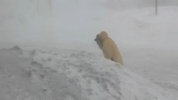 Метель не помешала жителям Северо-Курильска проголосовать на президентских выборах