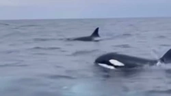 Косатки сопроводили лодки с туристами в Анивском заливе 