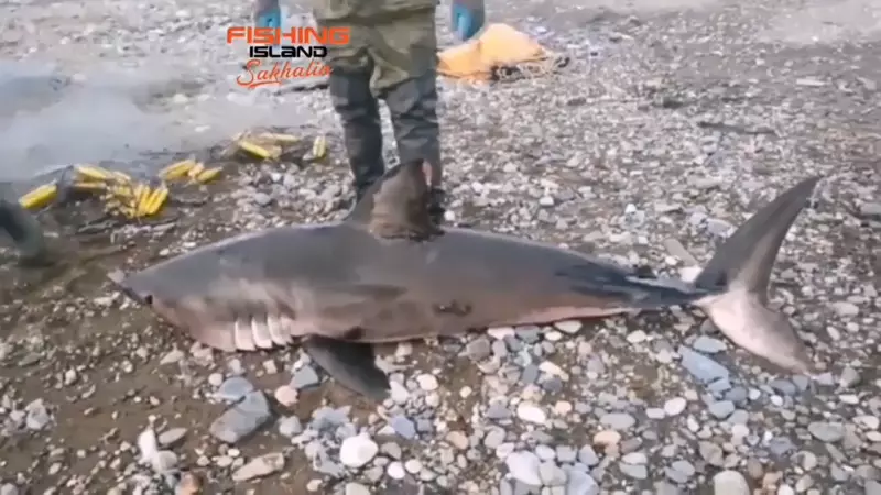 Акула попалась в сети рыбаков Сахалина вместо кеты