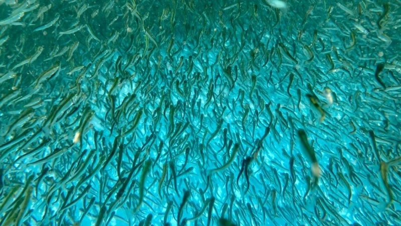 Первых мальков горбуши выпустили в реку Красноярку в текущем году