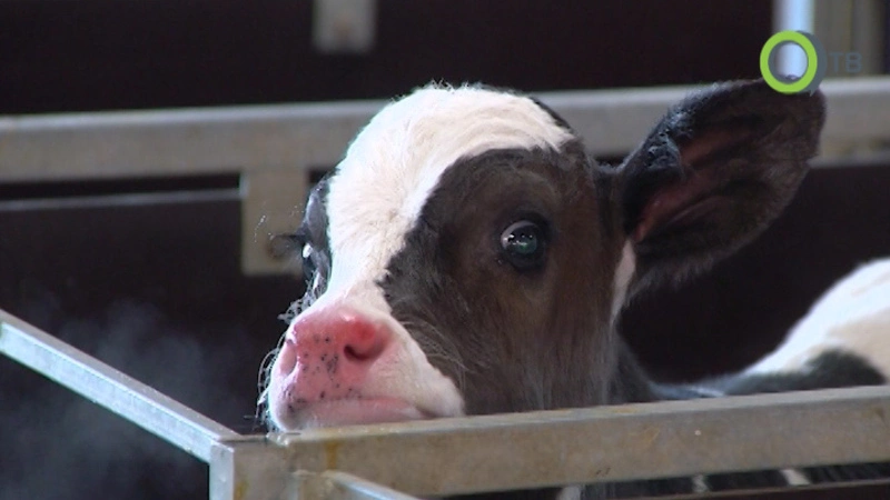 Коровы-голштинки дали потомство на Сахалине