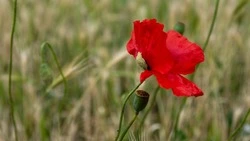 Жителя Курильска отправят в колонию за хранение мака