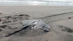 Морской ромб: выброшенного на берег краснокнижного ската спасли на Курилах