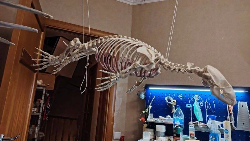 Биолог из Мурманска показала скелет сахалинского тюленя