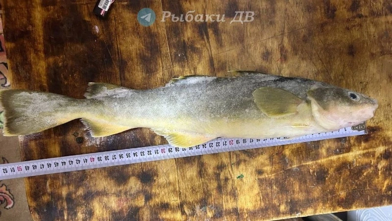 Рыбаки с Сахалина поймали навагу размером с горбушу в Ныйском заливе