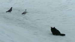 Видеофакт: северокурильский кот попал на камеру во время охоты на голубей