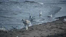 На Сахалин и Курилы стали чаще залетать белые гуси