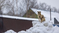 Жители Южно-Сахалинска прикормили бездомных собак, пугающих округу