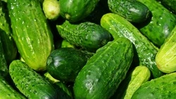 Свежие огурцы подешевели на Сахалине и Курилах по итогам сентября 2023 года