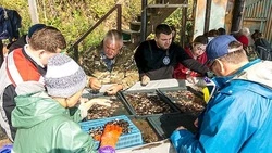 Ученые «ВНИРО» на Сахалине проводят исследование заболеваний морского гребешка 