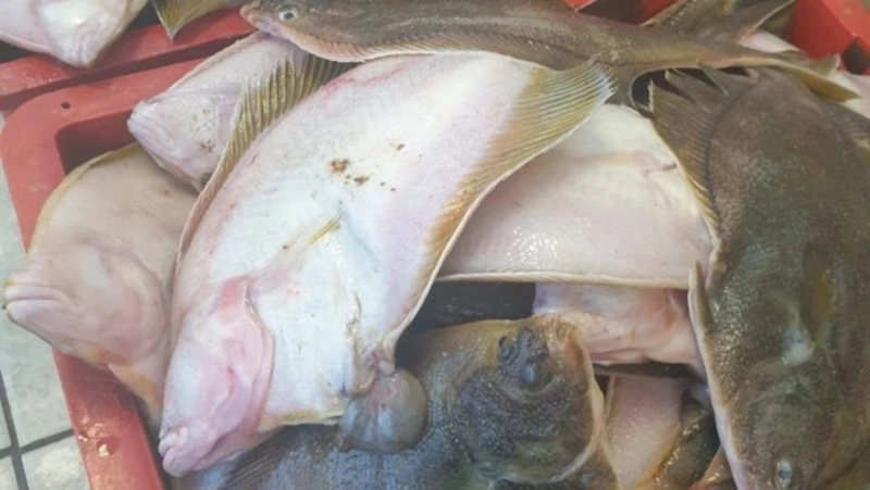 Камбалу по 87 рублей за килограмм привезли в Южно-Сахалинск 6 июня