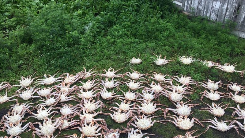 Пограничники поймали недалеко от Красногорска двоих браконьеров с крупным уловом крабов