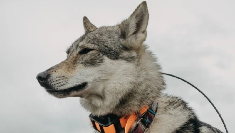 «Продолжают кошмарить»: собака на самовыгуле бросается на людей в Охинском районе