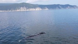 Стали известны подробности о ките, застрявшем в сетях недалеко от Сахалина 