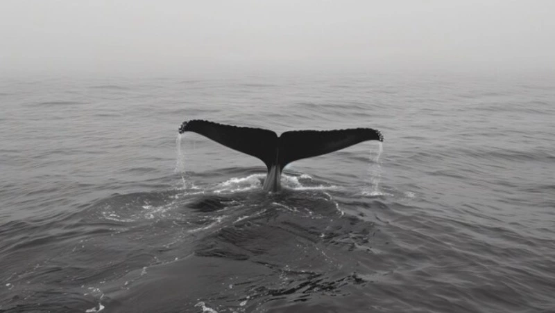 Экоактивисты Сахалина просят запретить рыбалку ставными неводами в заливе Пильтун