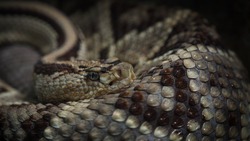 Опасных для человека змей обнаружили в пригороде Южно-Сахалинска