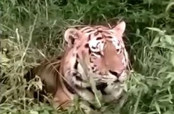 Тигр выслеживает автомобили на дорогах в Приморском крае