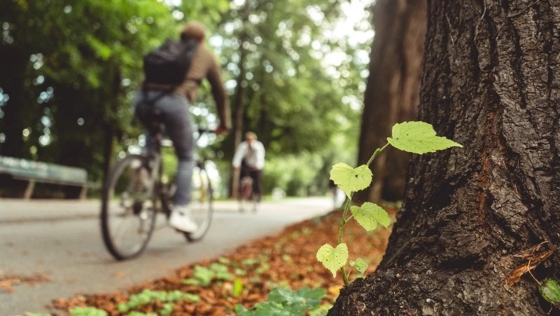 Юные сахалинцы примут участие в субботнике «Зеленая Россия»