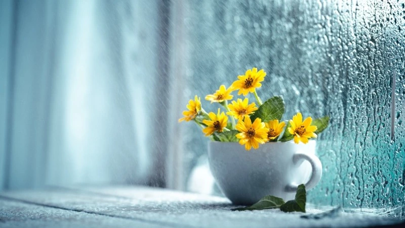 Ночь без осадков, днем дождь: прогноз погоды в Южно-Сахалинске на 21 марта 