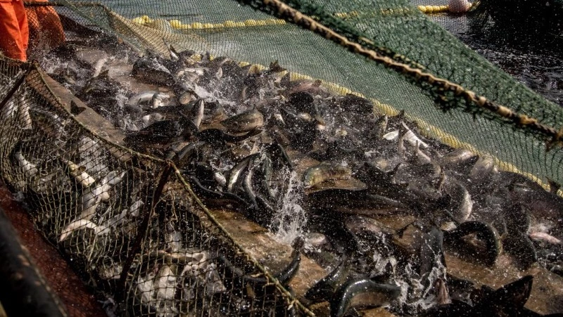 Сахалинские рыбопромышленники вышли на корейский рынок благодаря нацпроекту