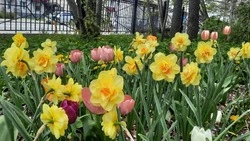 Днем до +23, утром возможен дождь в Южно-Сахалинске 29 мая