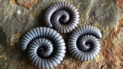 Девушка в Южно-Сахалинске купила конфеты и обнаружила там живых червей